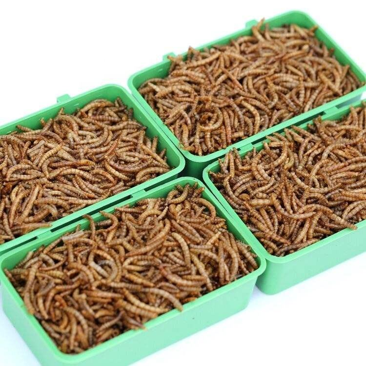 100% Natural High Protein Dry Mealworm Black Fly Dried Bread Worms Pet Treats Pet Food for Birds Hamsters