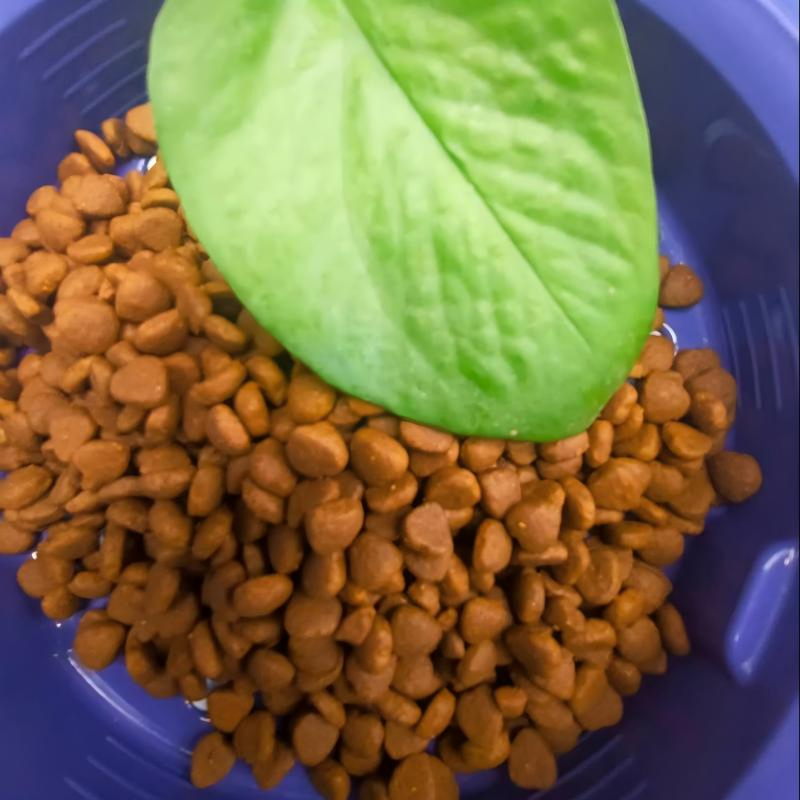 High Quality OEM Low Temperature Oven Baked Kibble Dog Food Supplier