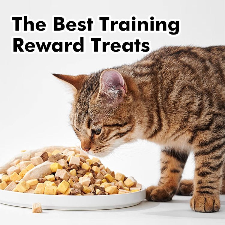 OEM/ODM China Manufacturer Wholesale Price High Protein Cat Food, 1kg Bag Balanced Nutrition Dry Kibble