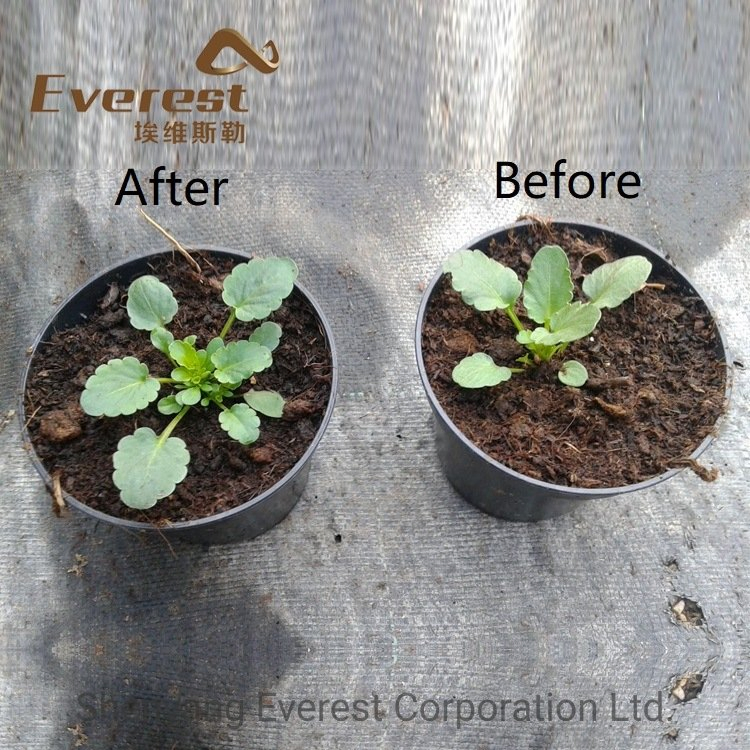 Plant Extract Ascophyllum Nodosum Flake/Powder Water Soluble Seaweed Extract Organic Fertilizer