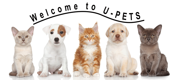 Dog Puzzle Toy Banner