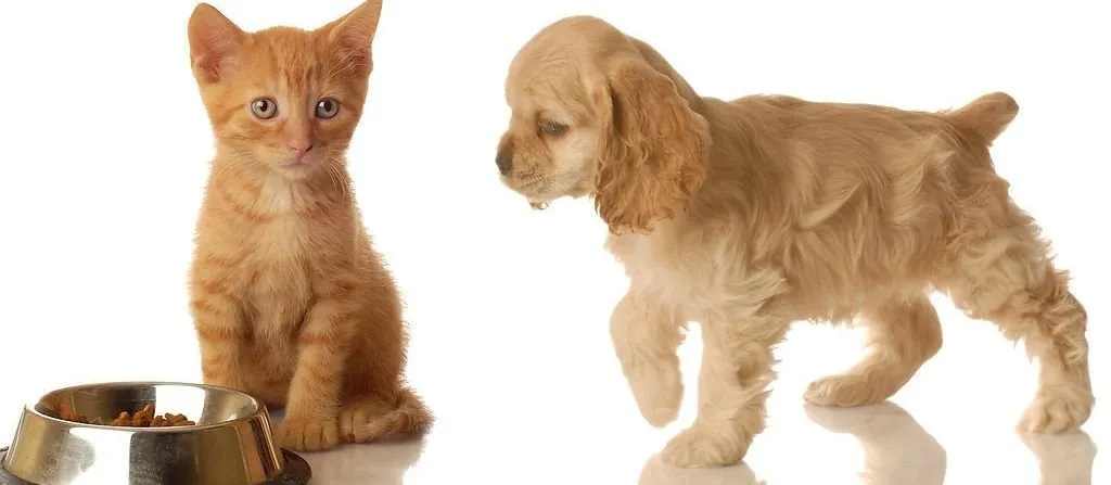 Cat and Dog Wet Canned Treats