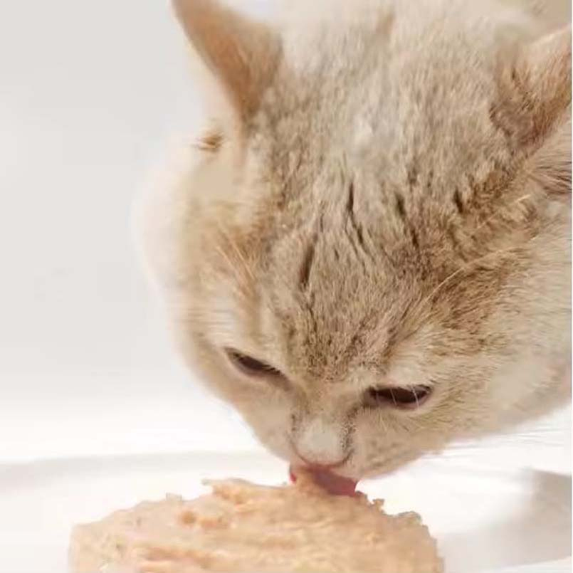 Wholesale Pet High Protein OEM Raw Meat Wet Cat Food