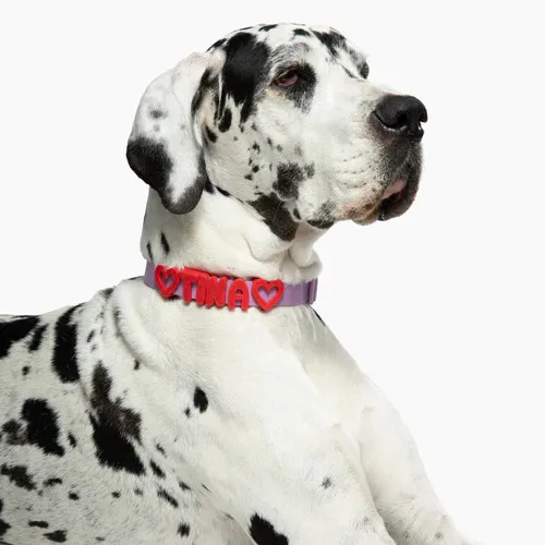 Coleira de Cachorro Personalizada 5