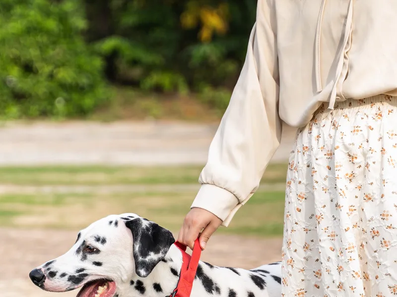 Coleira Tática Personalizada para Cães, Coleira de Metal Resistente para Treinamento e Exercício de Cães