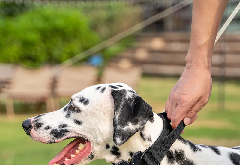 Coleira Tática Personalizada para Cães, Coleira de Metal Resistente para Treinamento e Exercício de Cães