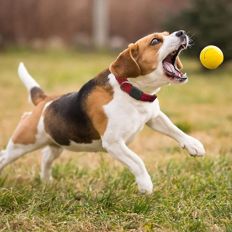 Coleira de Cachorro em Tecido de Malha