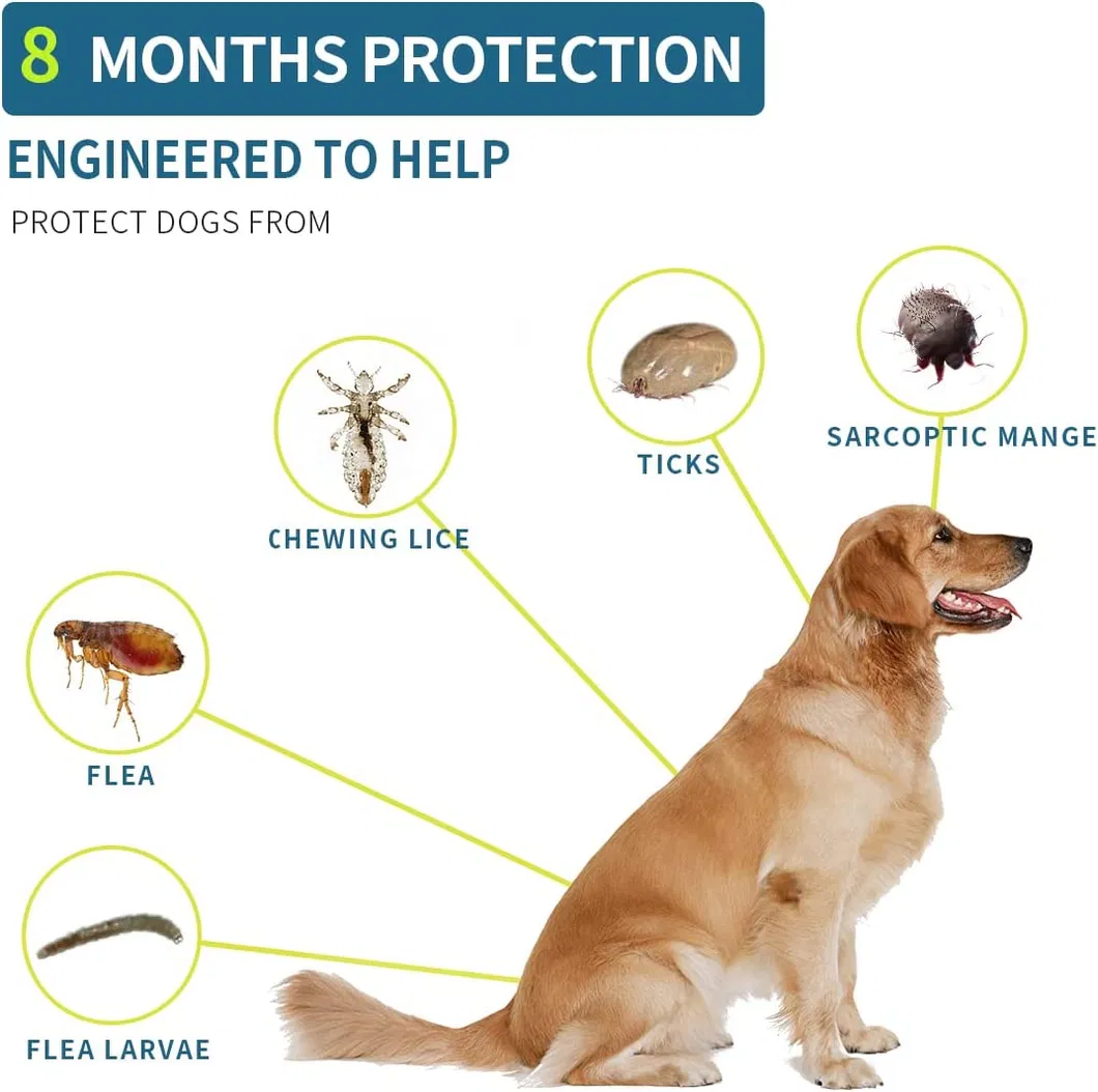 Coleira Antipulgas para Cães, Ajustável e Impermeável, Coleira de Tratamento Antipulgas e Carrapatos com Alta Avaliação, Atacado 4/6/8 Meses de Proteção