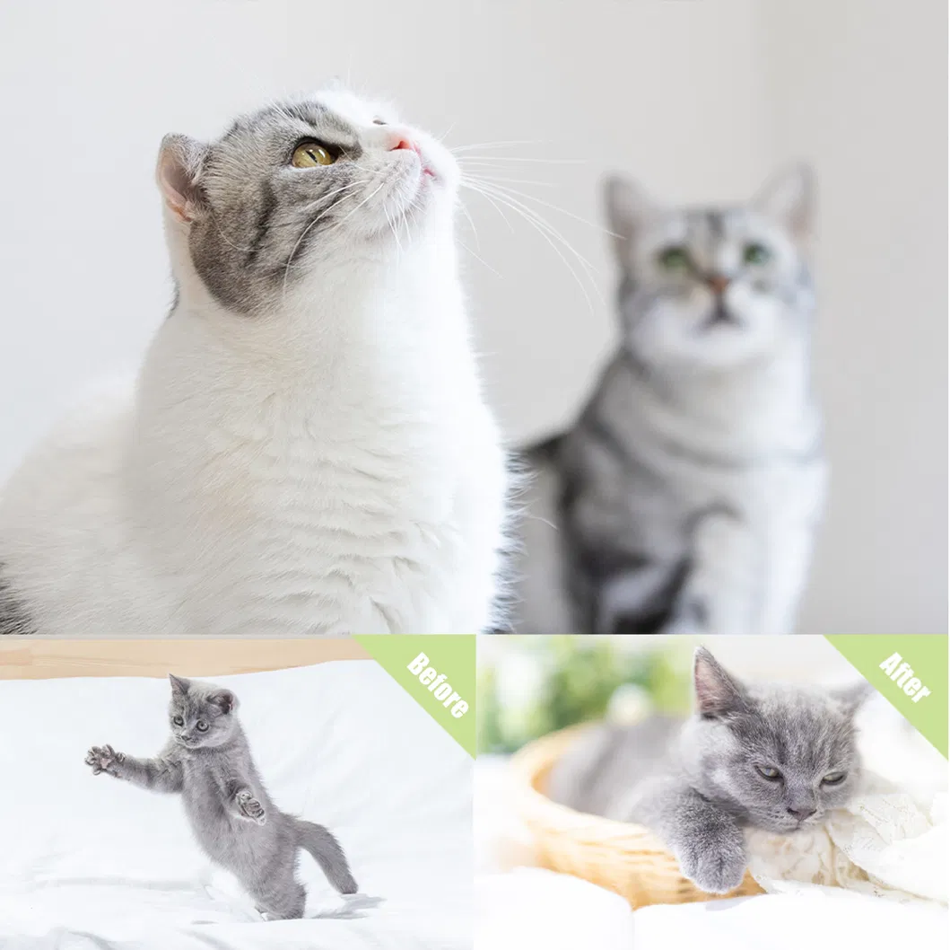 Coleira de Feromônio para Gatos