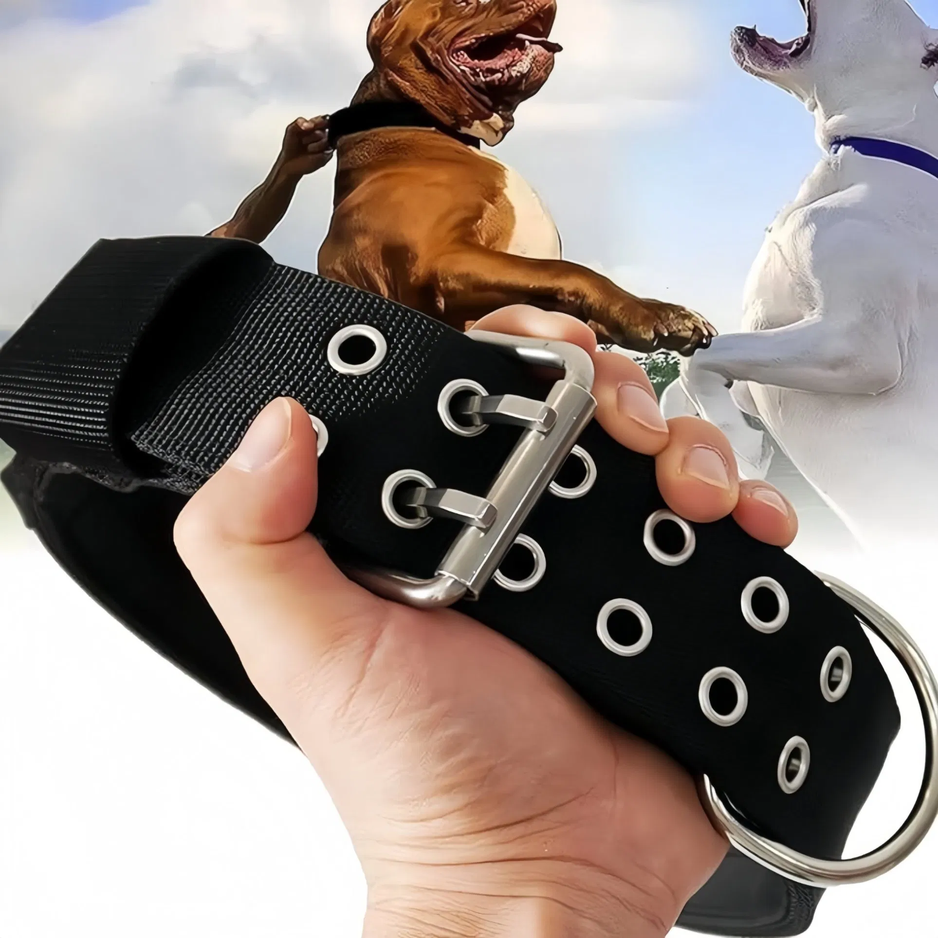 Coleira Grande Ajustável para Cães com Fivela de Metal em Forma de D Coleira Tática China