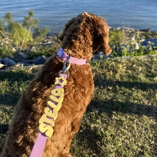 Coleira de Cachorro Personalizada 4