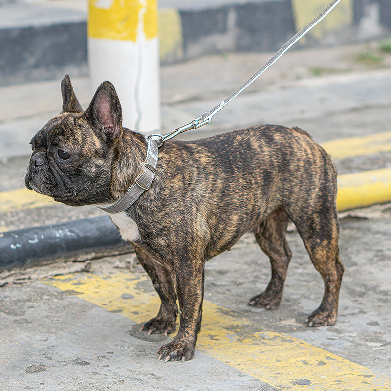 Colares para cães personalizados ajustáveis, populares, estilosos e extensíveis com liberação rápida