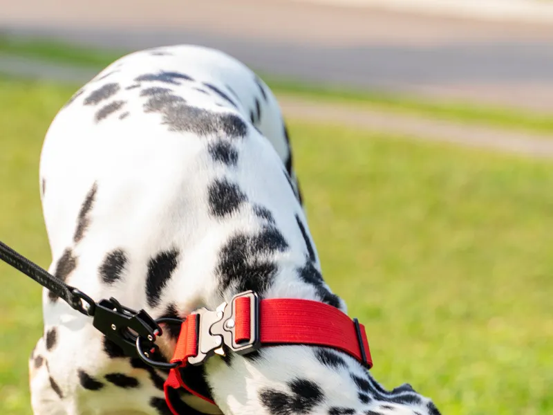 Coleira Tática Personalizada para Cães, Coleira de Metal Resistente para Treinamento e Exercício de Cães