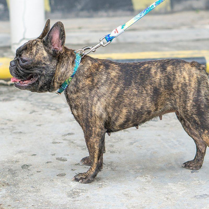 Itens para cães Petisland Acessórios para animais Personalizado Luxuoso Fivela de Metal Rosa Dourado Laço de Moda Coleira para Cães
