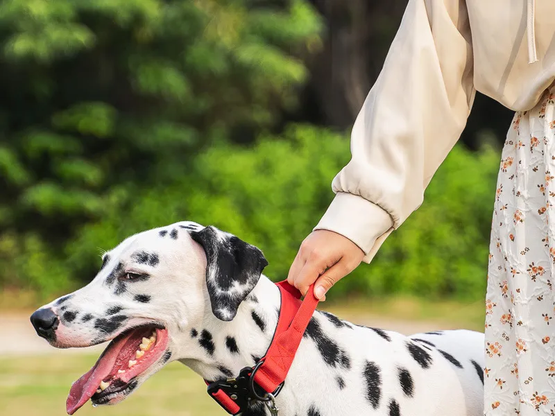 Coleiras Táticas Personalizadas para Cães, Ajustáveis, Coleira de Cão Pesada com Fivela de Metal e Alça de Controle