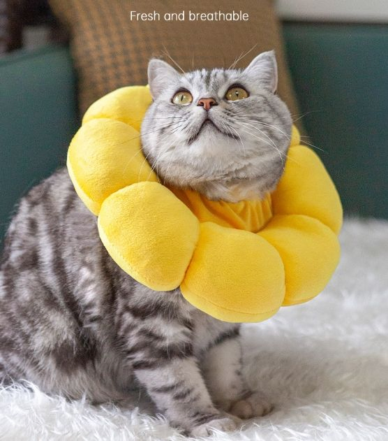 Colar Elizabethano Colorido Antiarranhões para Gatos Ajustável para Mordidas