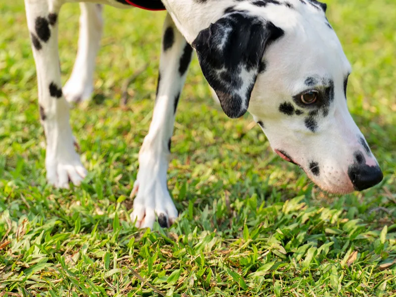 Coleiras Táticas Personalizadas para Cães, Ajustáveis, Coleira de Cão Pesada com Fivela de Metal e Alça de Controle
