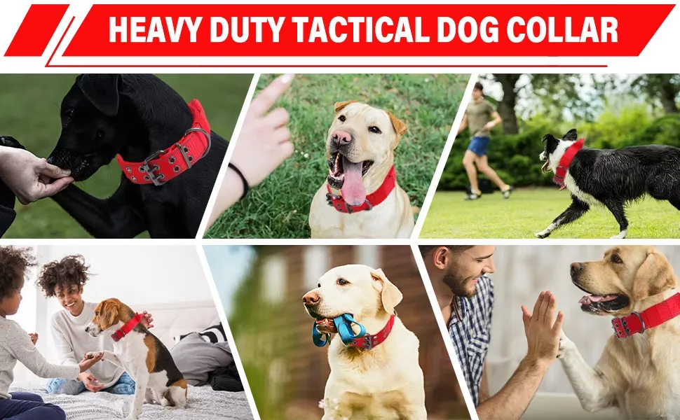 Coleira Grande Ajustável para Cães com Fivela de Metal em Forma de D Coleira Tática China