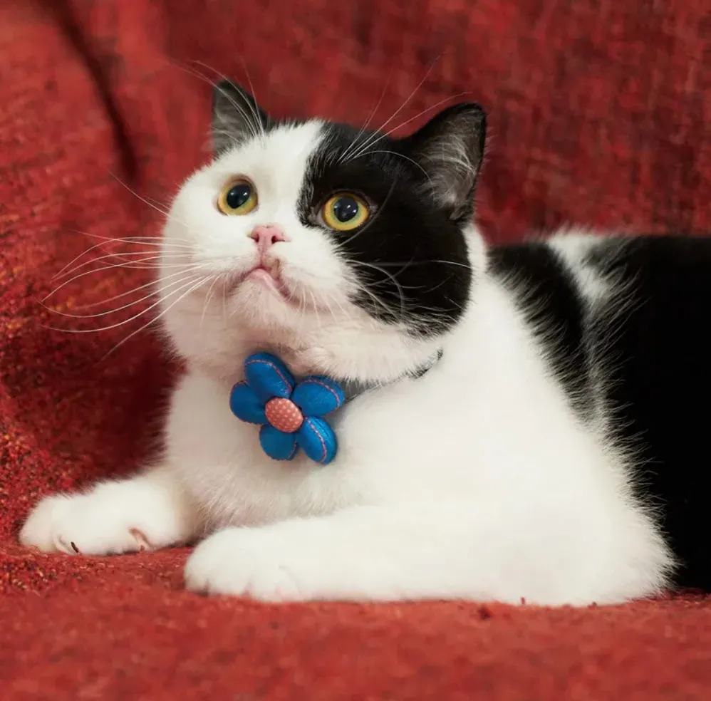 Colar Retrátil de Luxo Fofo em Estilo de Flor Multicolorido para Gato e Cachorro à Venda