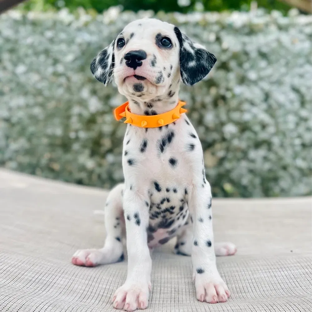 Durable Stylish Customizable Eco-Friendly Spiked Dog Collar Style