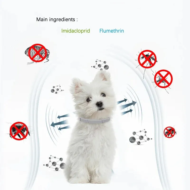 Acessórios para Cães Coleira
