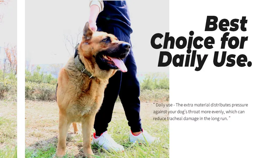 Coleira Grande Ajustável para Cães com Fivela de Metal em Forma de D Coleira Tática China