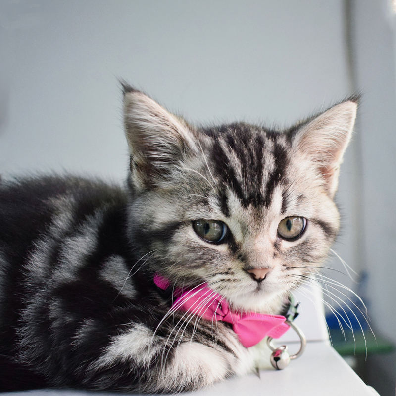 Melhores Suprimentos de Coleira para Cães e Gatos com Design Personalizado de Logo, Coleiras Ajustáveis para Cães e Gatos