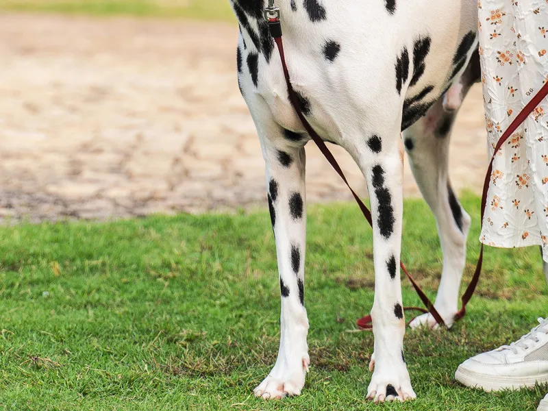 Coleiras Táticas Personalizadas para Cães, Ajustáveis, Coleira de Cão Pesada com Fivela de Metal e Alça de Controle