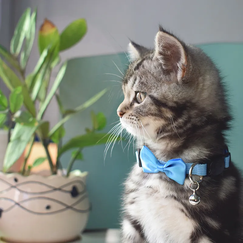 Melhores Suprimentos de Coleira para Cães e Gatos com Design Personalizado de Logo, Coleiras Ajustáveis para Cães e Gatos
