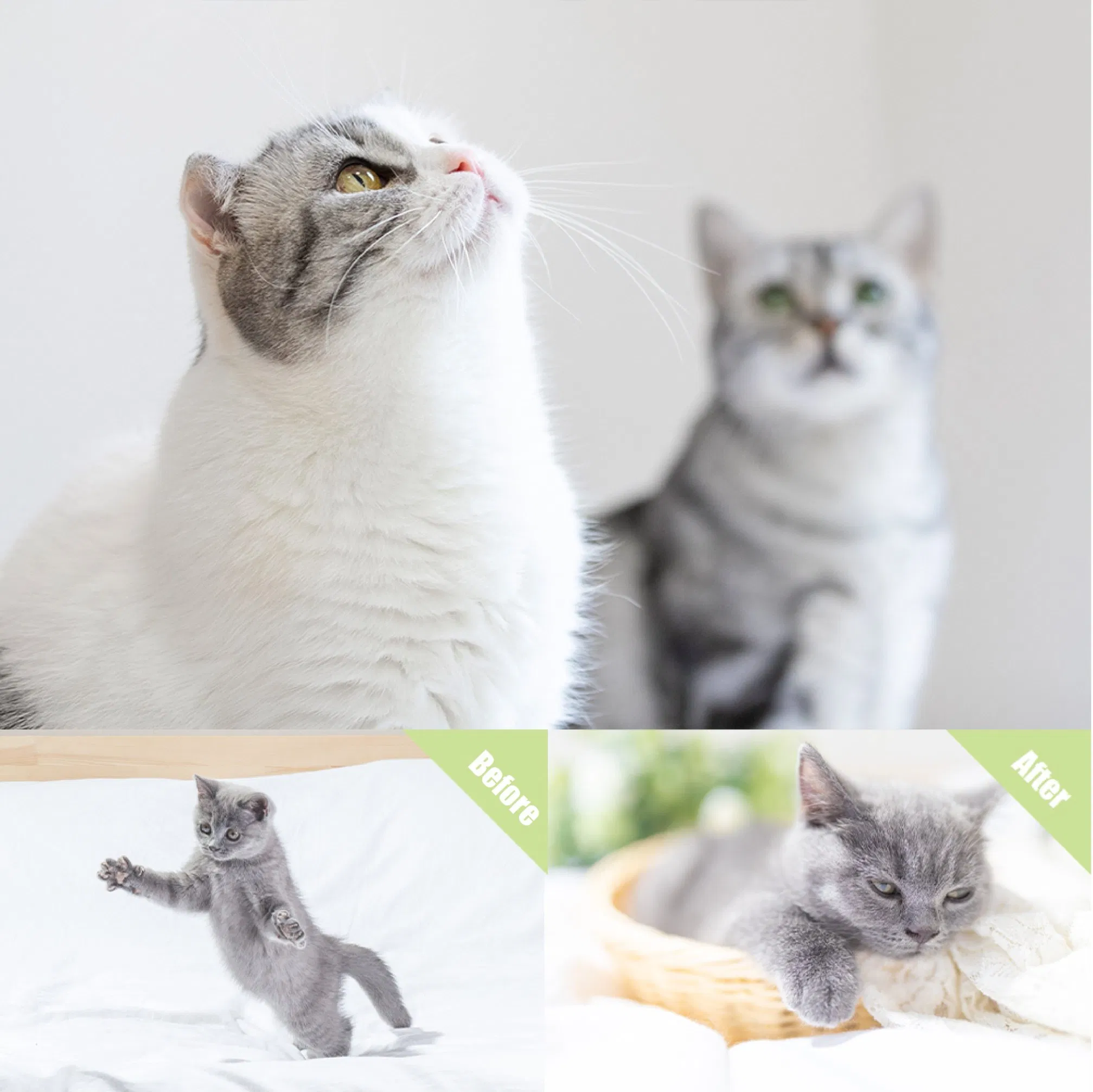 Coleira de Feromônio para Gatos, Medicamentos para Ansiedade de Animais de Estimação com Feromônio Felino, Melhor Coleira Calmante, 30 Dias