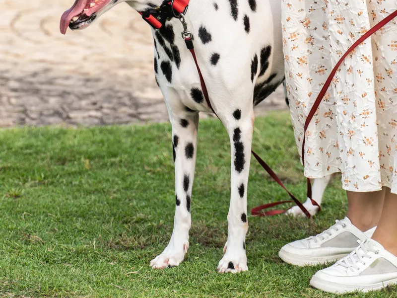 Coleira Tática Personalizada para Cães, Coleira de Metal Resistente para Treinamento e Exercício de Cães