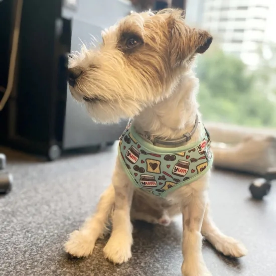 Pet Accessories Dog Leads Collar and Harness Set