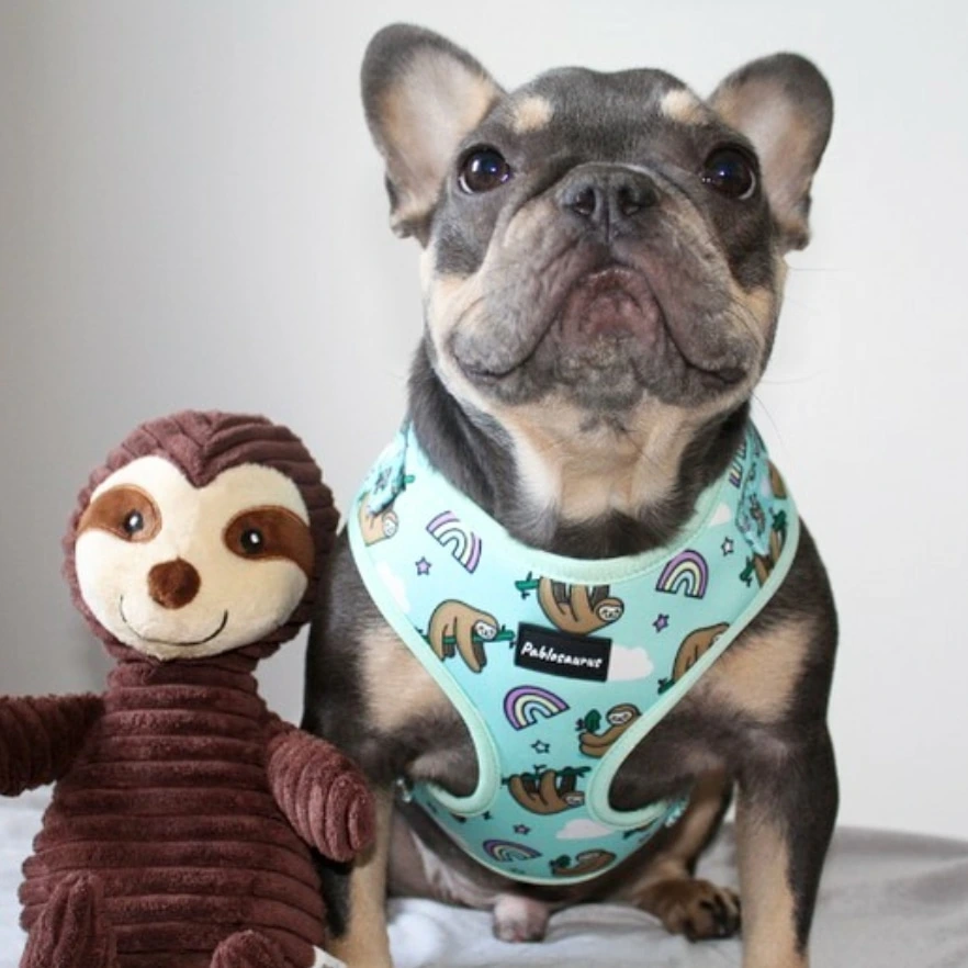 Customized Design Small Quantity All Kinds of Dog Harness China/Dog Training Collar