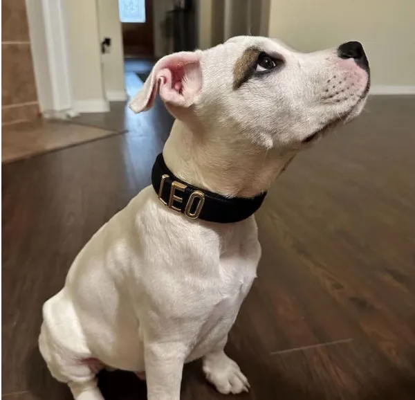 Pet Collar Variety 3