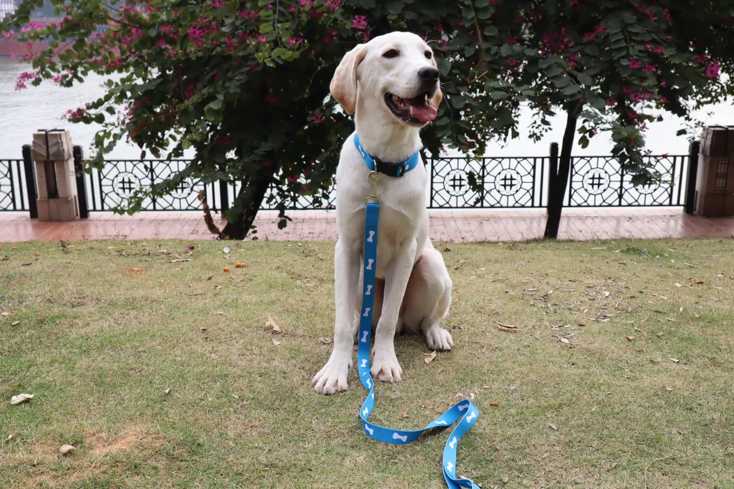 Polyester Nylon Pet Dog Leash Collar Set