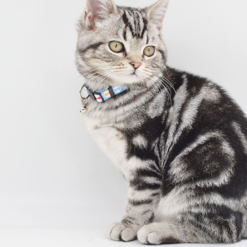 Colorful Cute Bell Collar Adjustable Buckle Cat Collar Pet Supplies Footprint Personalized Kitten Collar Small Dog Accessory