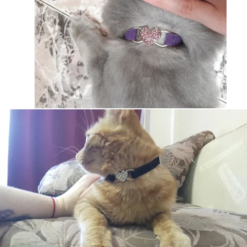 Pet Collar Display 3