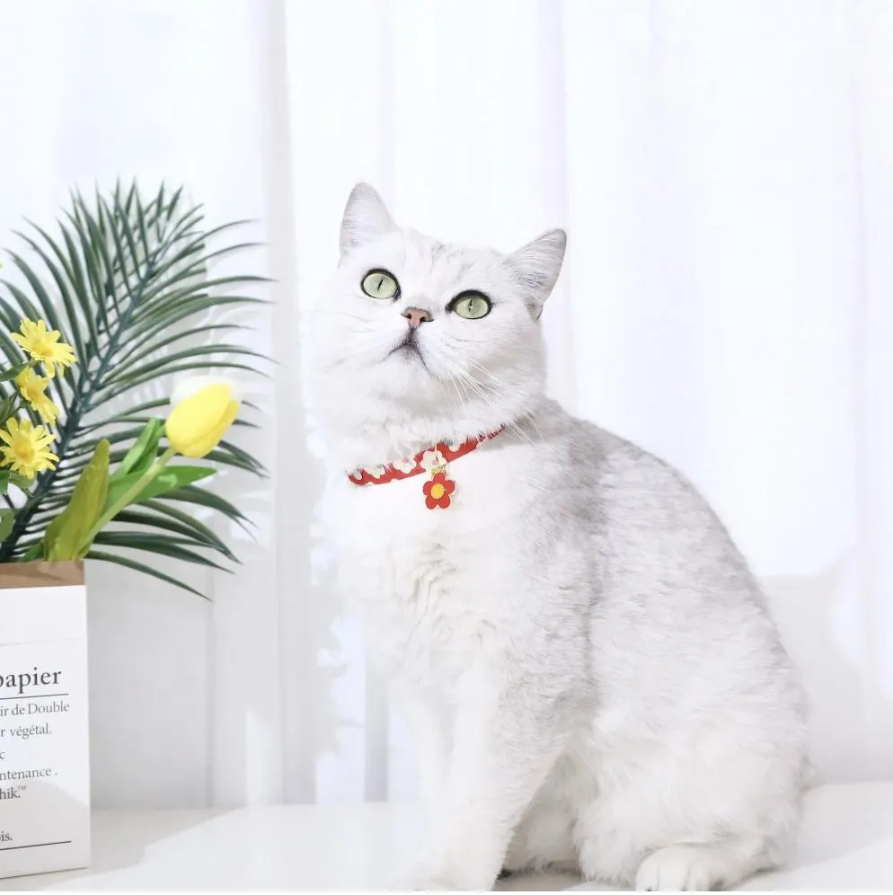 Pet Accessories Display