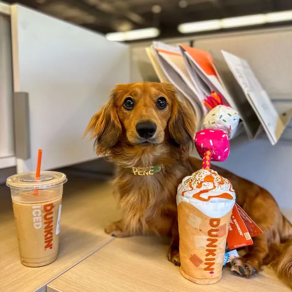 Pet Collar Variety 2