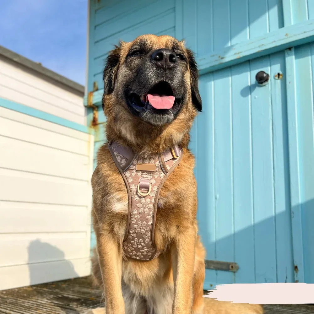 Dog Harness Detail 4