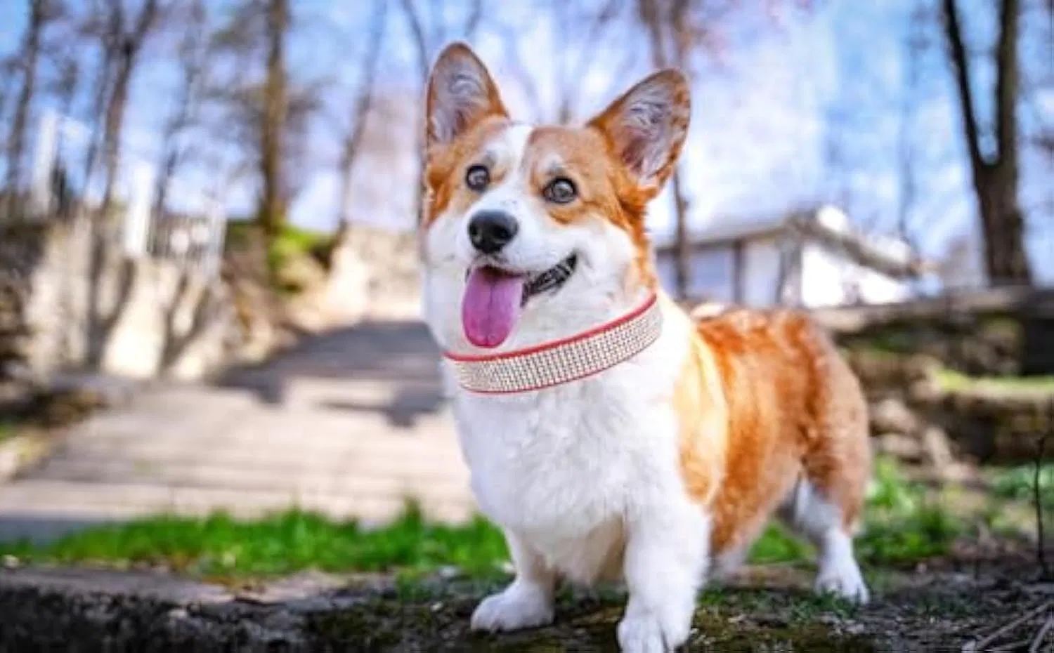 Elegant Rhinestone Dog Collar