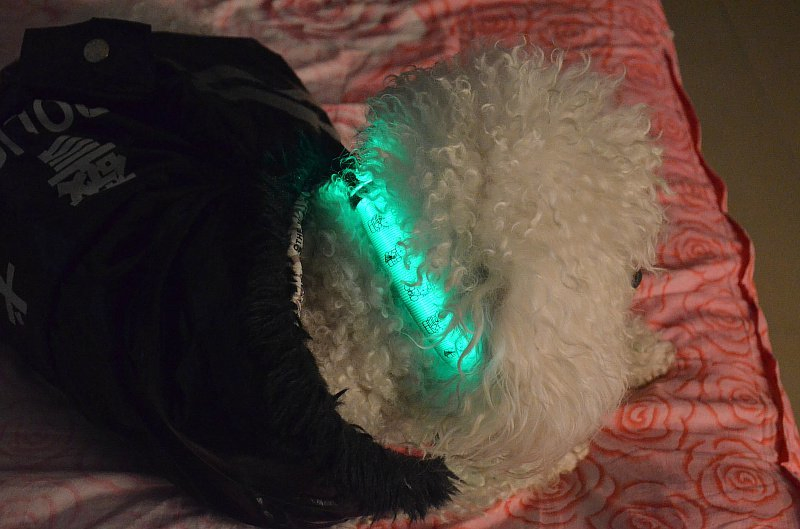 USB Rechargeable Safety Cute Cartoon LED Night Glowing Waterproof Dog Collar with Safety Break