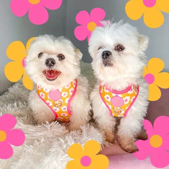 Pet Harness Detail 6