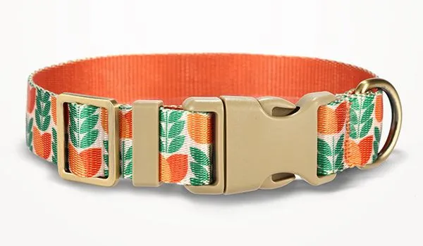 Orange Tulip Pet Dog Collar