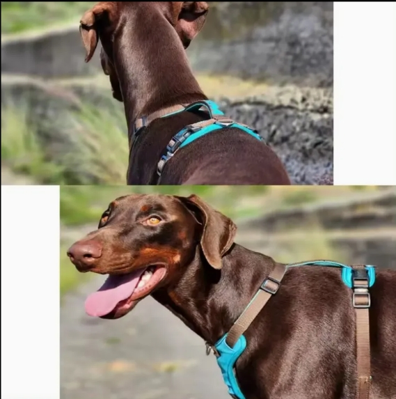 Adjustable Outdoor Nylon Chest Strap Dog Harness for Active Pets