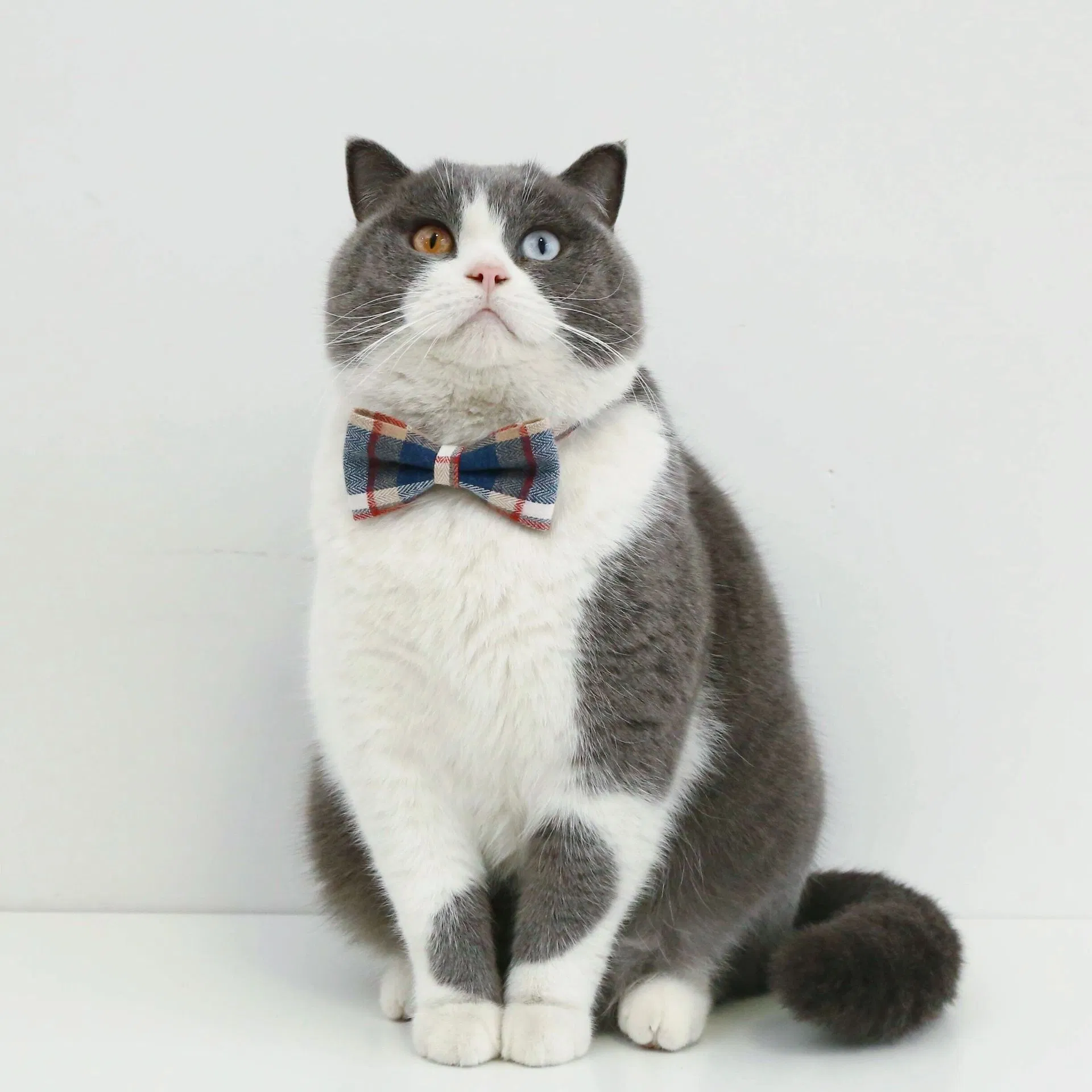 British Style Pet Bow Tie Collar - Adjustable Plaid Necktie for Cats and Dogs