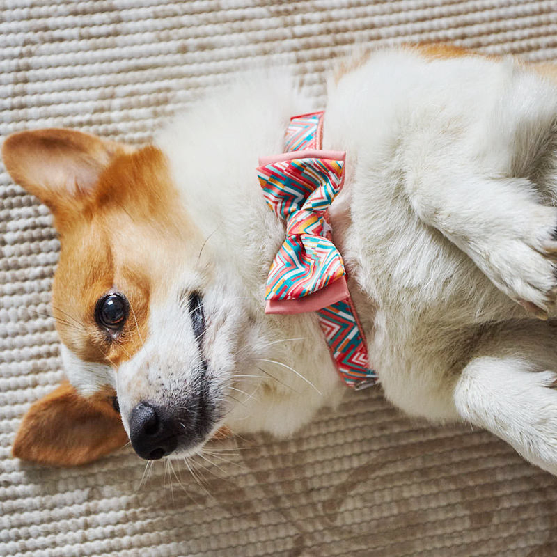 Hot Sale Customized Multi Colors Print Dog Collars Quick Release Adjustable Pet Cat Dog Collar