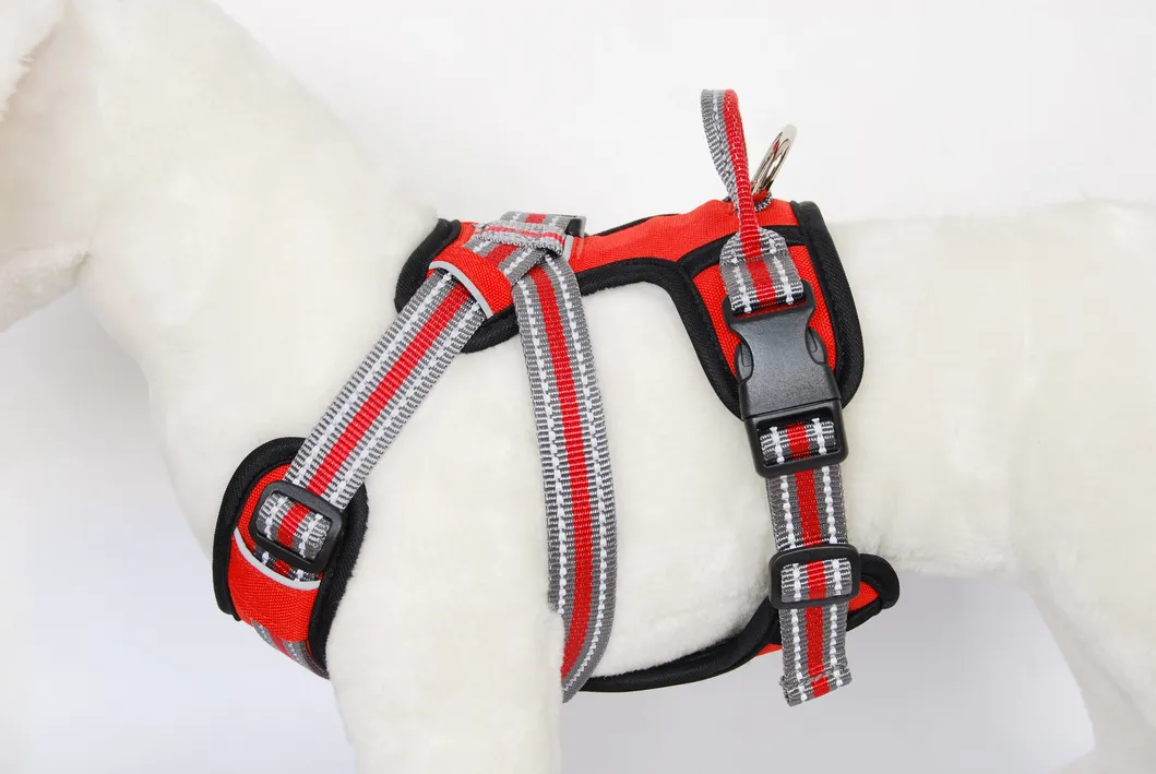 Dog Harness Model Show