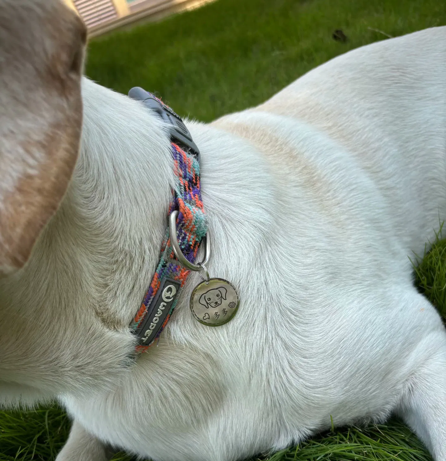 Engraving Logo Blank Metal Shaped Puppy Anti-Lost Collars Dog Tag Charm