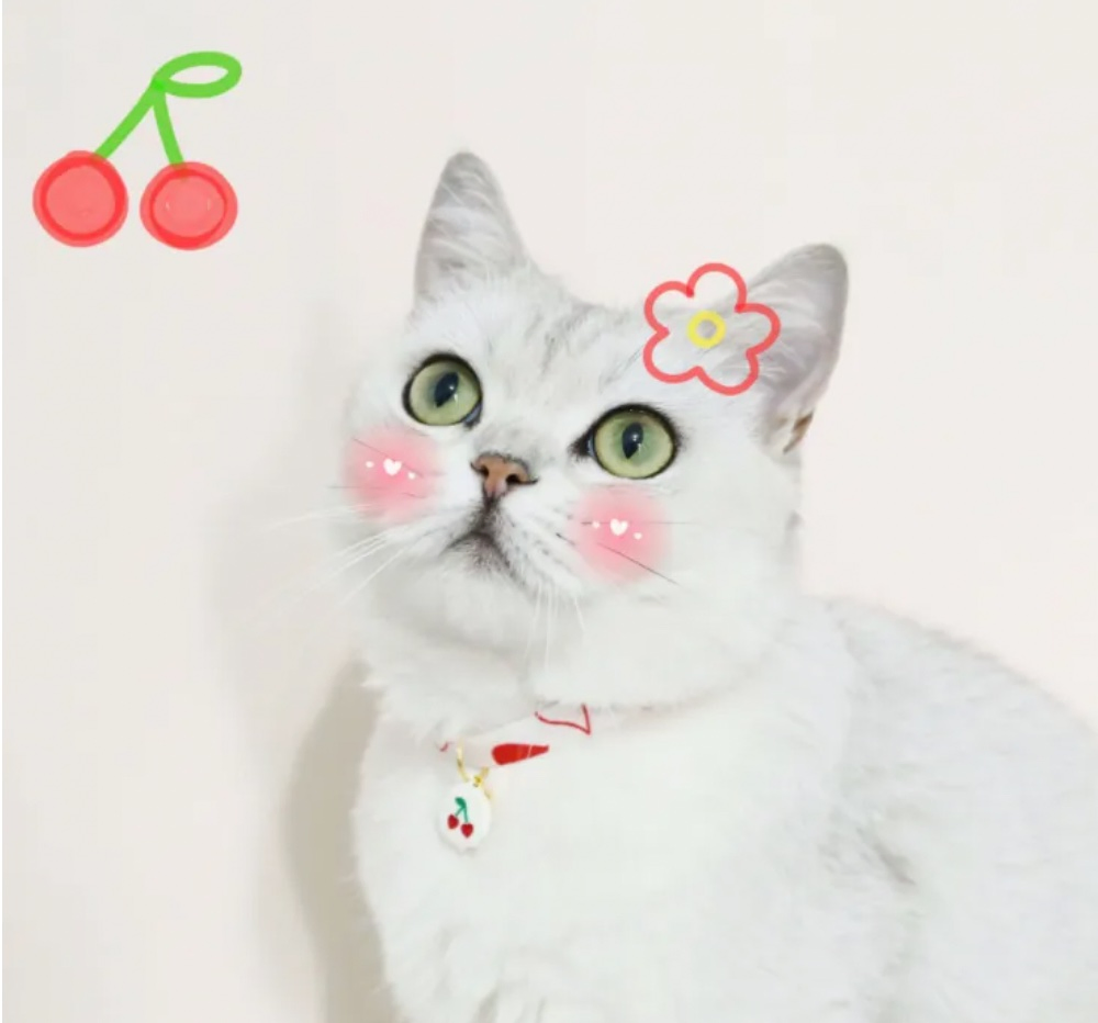 Pet Adjustable Anti-Choking Cat Dog Collar Cute Bell Choker